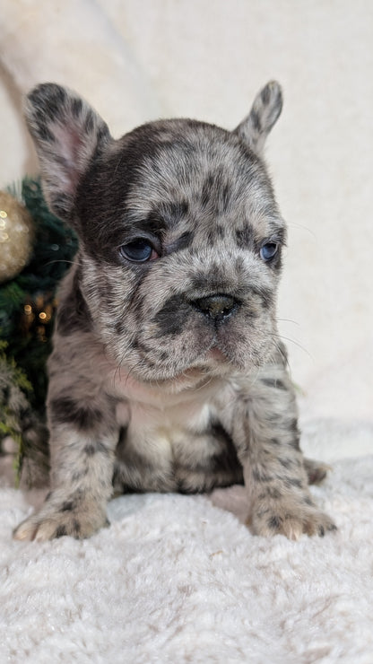 FRENCH BULLDOG (OCT 08) FEMALES