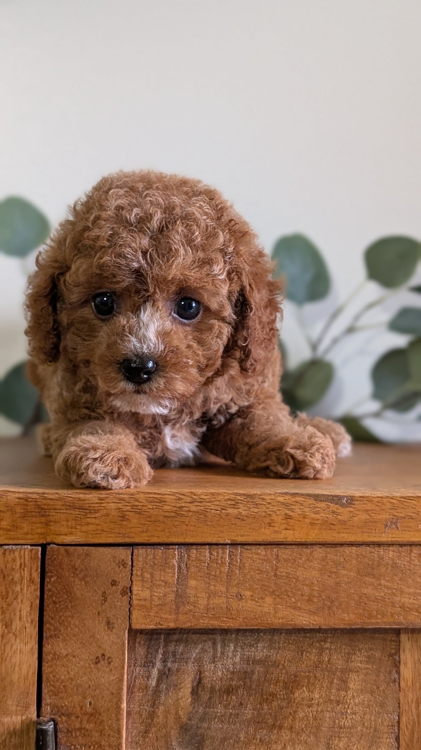 CAVAPOO (JUN 25) FEMALES
