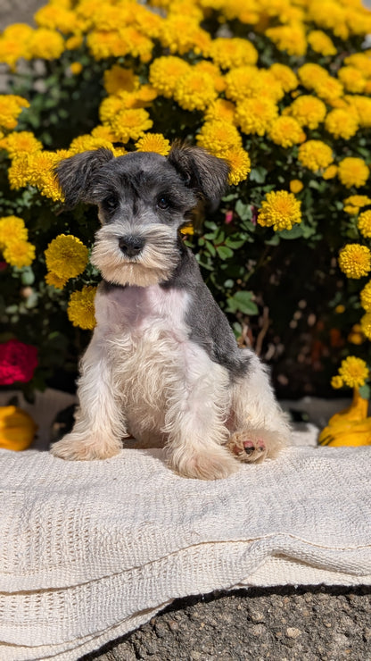 MINI SCHNAUZER (08/06) MALE