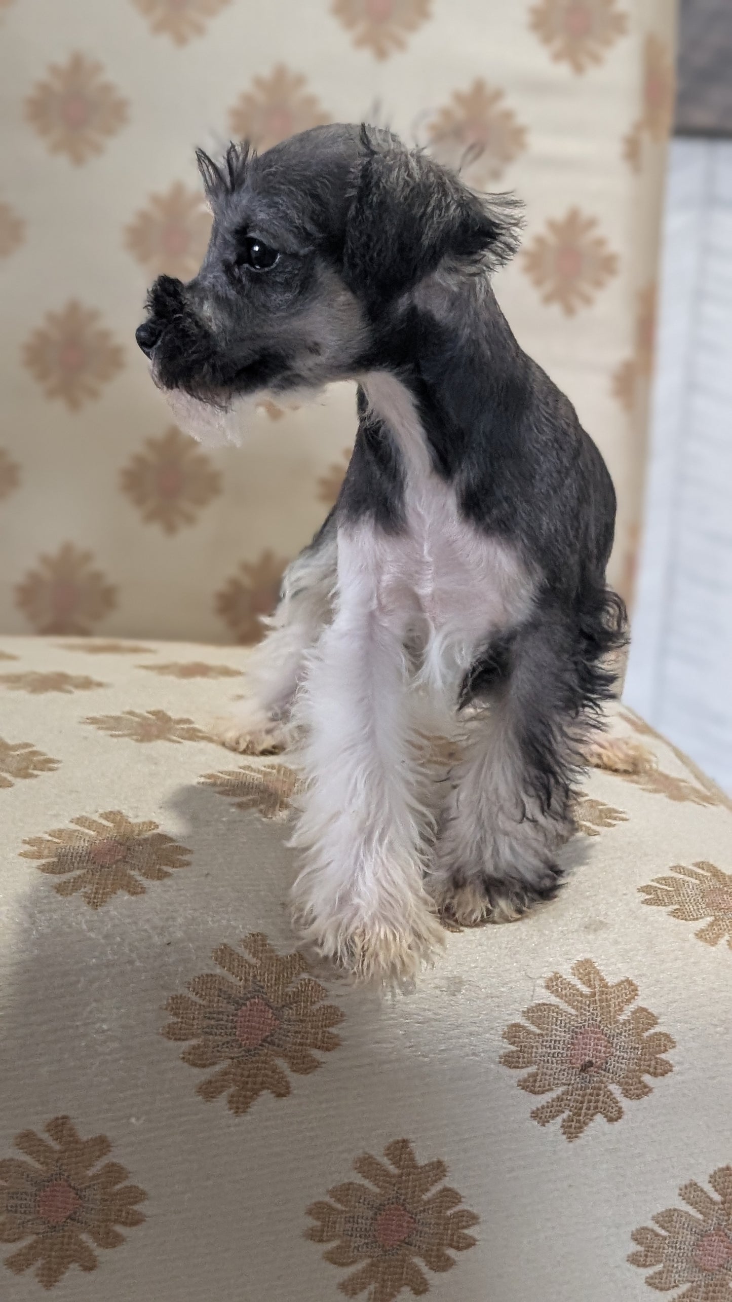 MINI SCHNAUZER (FEB 15) FEMALES