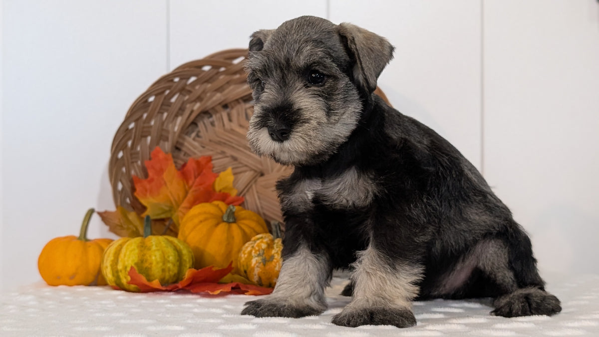 MINI SCHNAUZER (AUG 27) 4 FEMALES/1 MALE