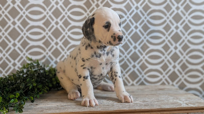 DALMATIAN (FEB 06) MALES