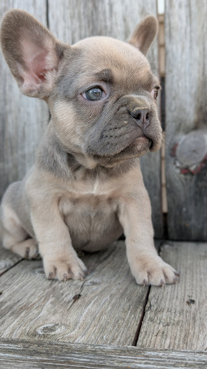 FRENCH BULLDOG (09/09) FEMALE
