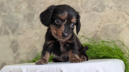 MINI DACHSHUND (APR 29) MALE