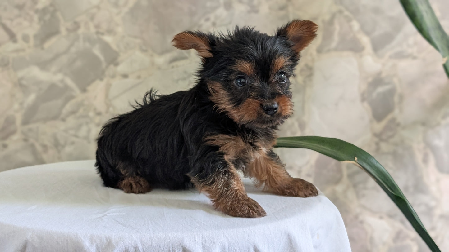 YORKSHIRE TERRIER (APR 26) FEMALES