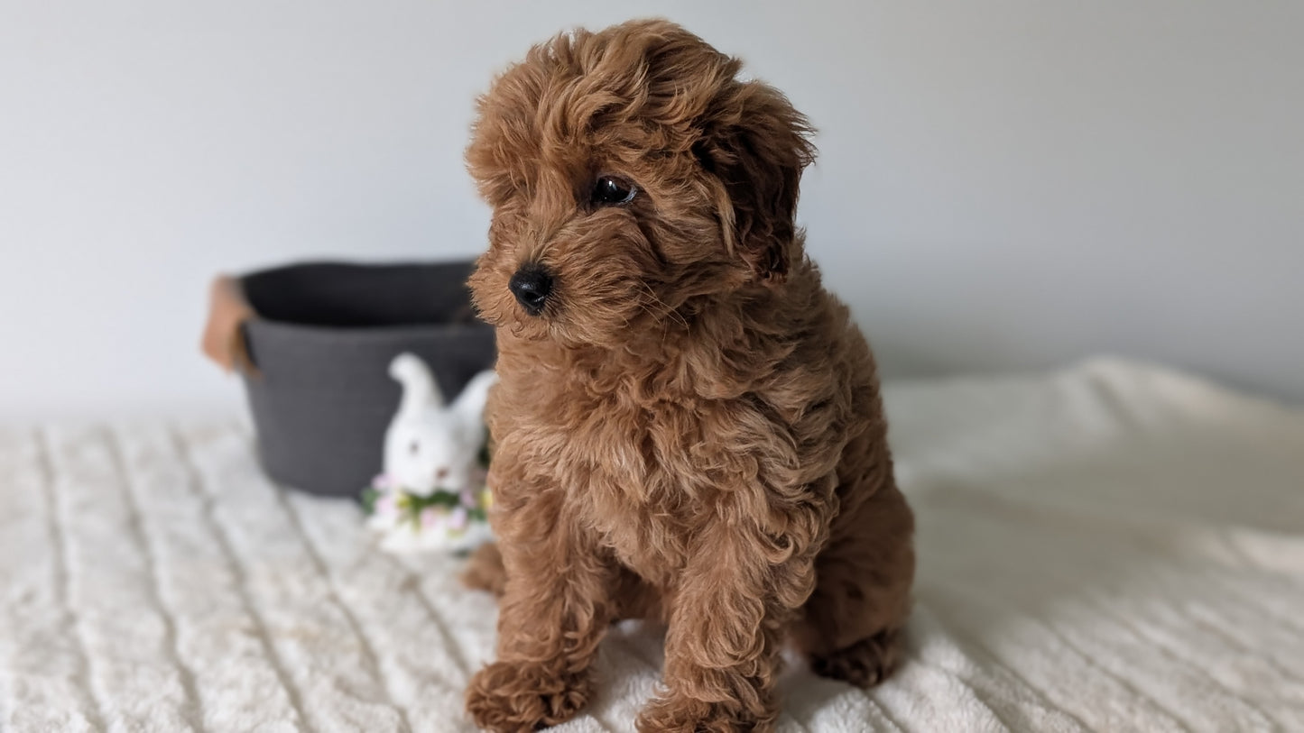 MINI GOLDENDOODLE (MAR 13) FEMALES
