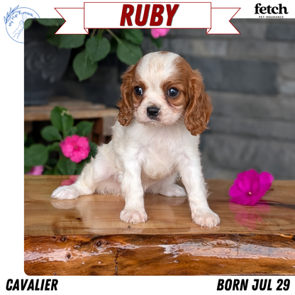 CAVALIER (JUL 29) 3 FEMALES