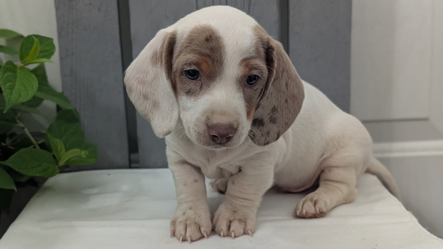 MINI DACHSHUND (MAR 23) MALES
