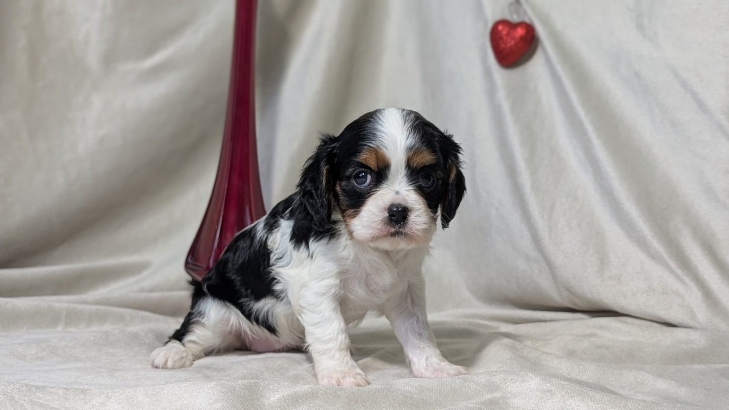 CAVALIER (DEC 03) FEMALES
