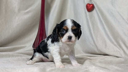 CAVALIER (DEC 03) FEMALES
