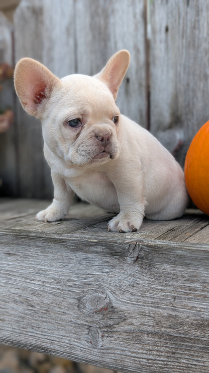 FRENCH BULLDOG (09/09) FEMALE