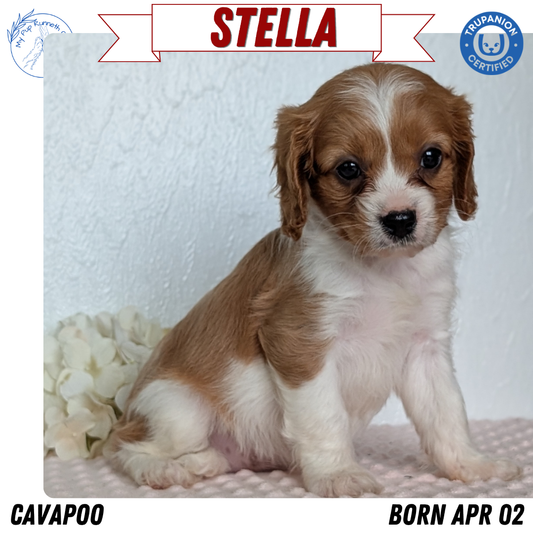 CAVAPOO (APR 02) FEMALE