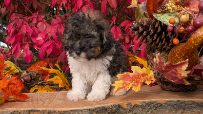 TOY POODLE (09/10) MALE