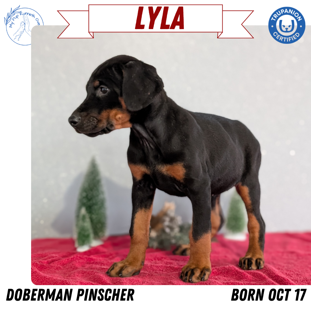 DOBERMAN PINSCHER (OCT 17) FEMALES