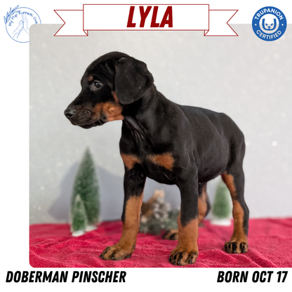 DOBERMAN PINSCHER (OCT 17) FEMALES
