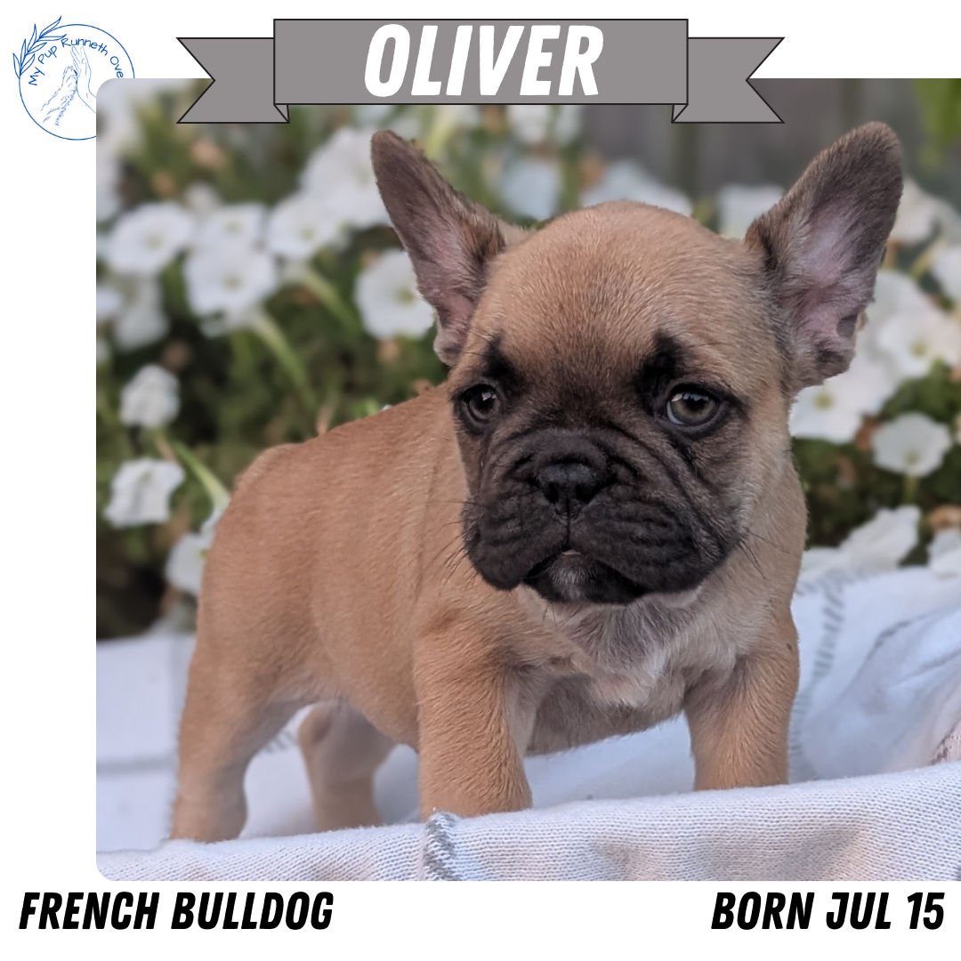 FRENCH BULLDOG (07/15) MALE