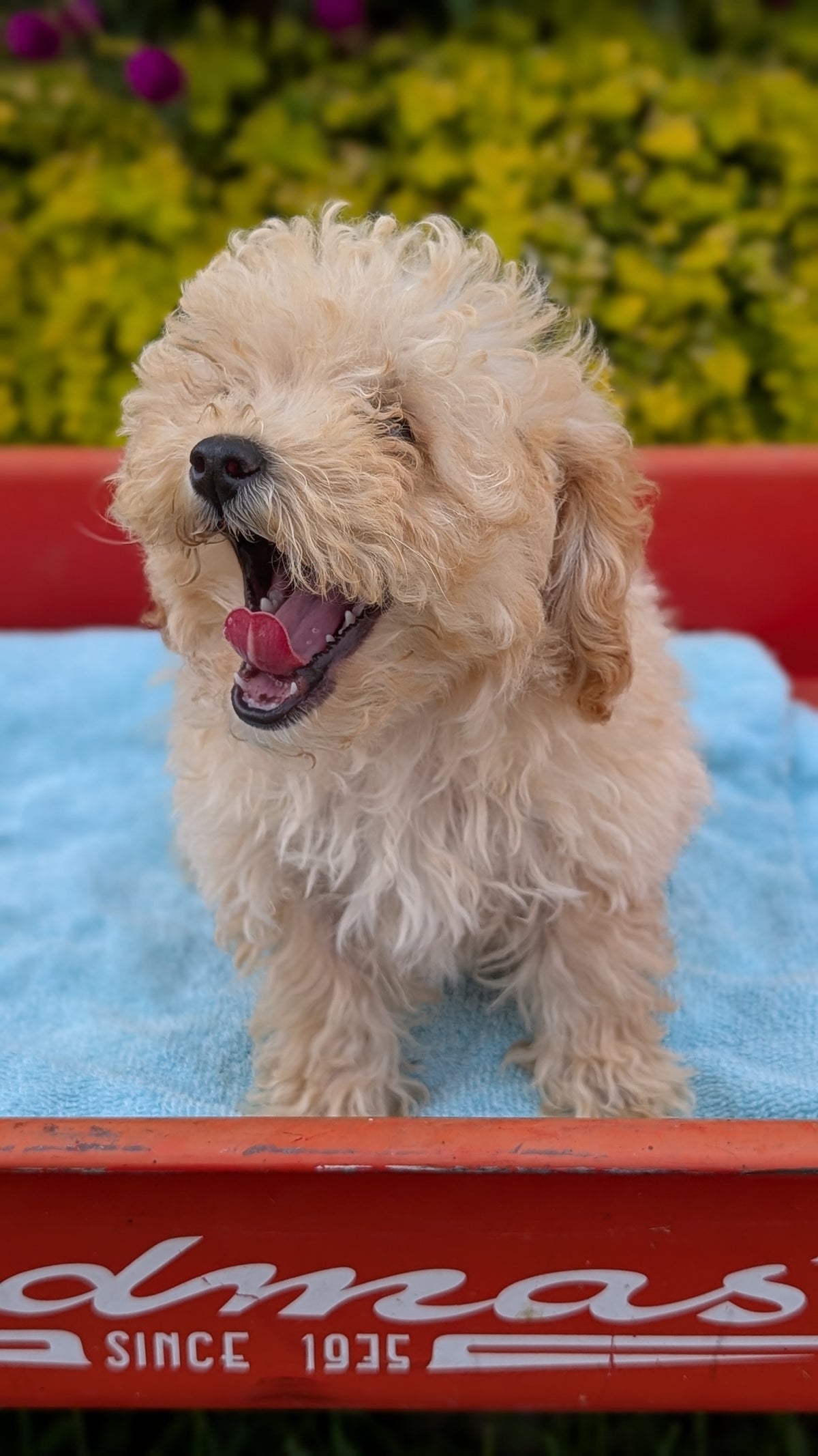 MINI POODLE (JUN 21) 4 MALES