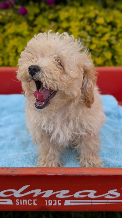 MINI POODLE (JUN 21) 4 MALES