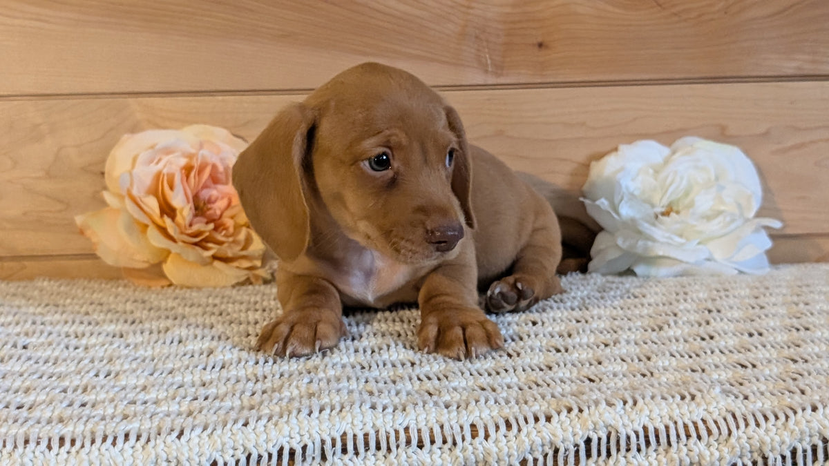 MINI DACHSHUND (JUL 30) 4 MALES/1 FEMALE