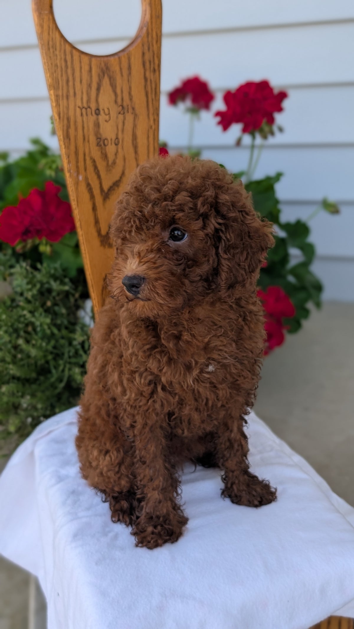 TOY POODLE (JUN 17) MALES