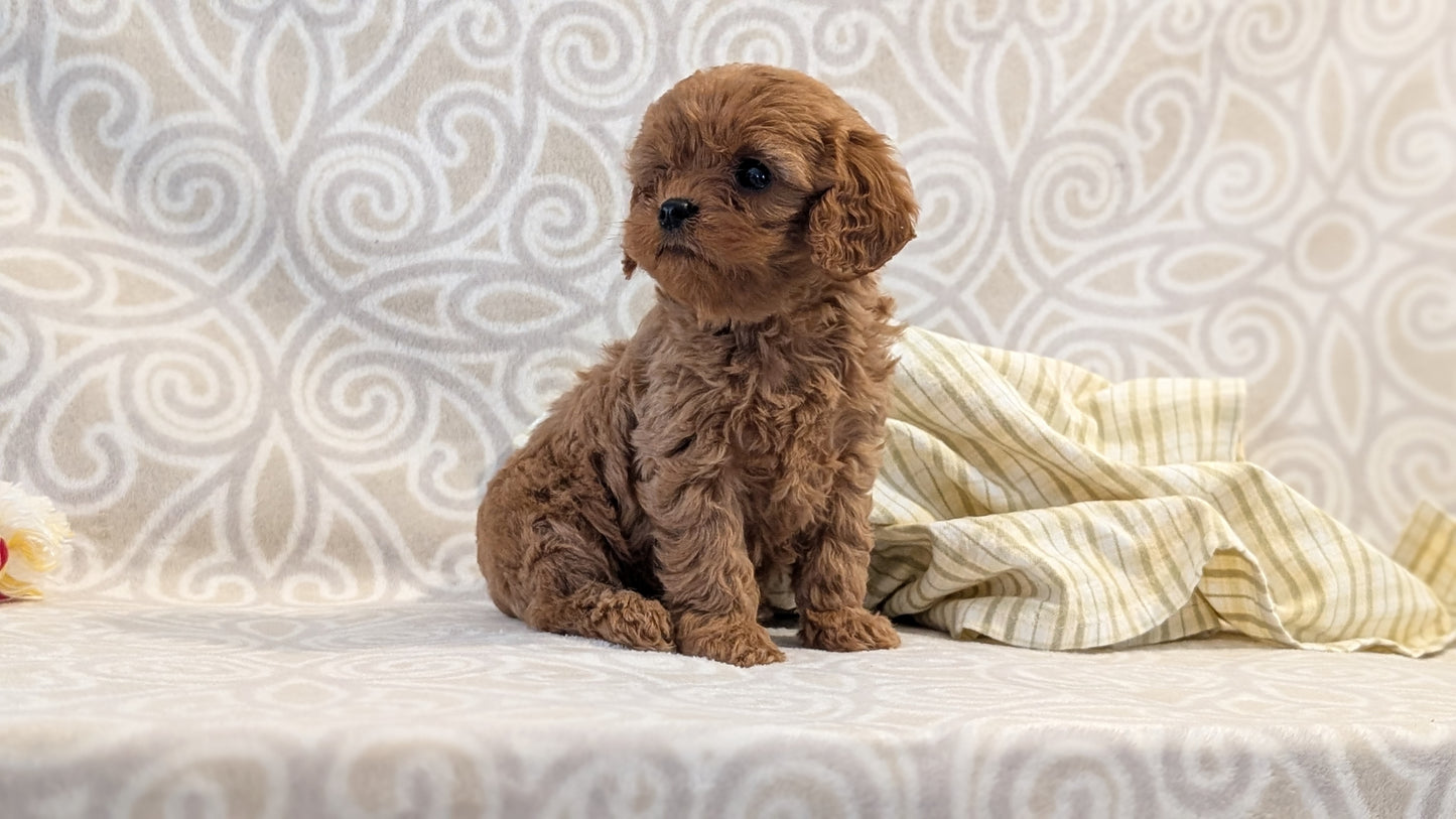 CAVAPOO (FEB 24) FEMALE