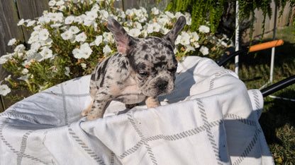 FRENCH BULLDOG (07/03) MALE