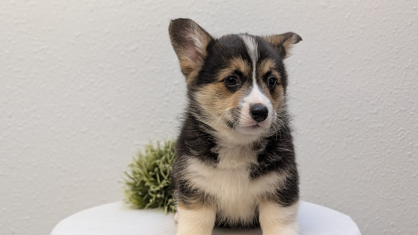 CORGI (JAN 05) MALES