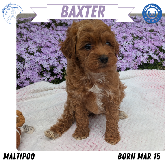MALTIPOO (03/15) MALE