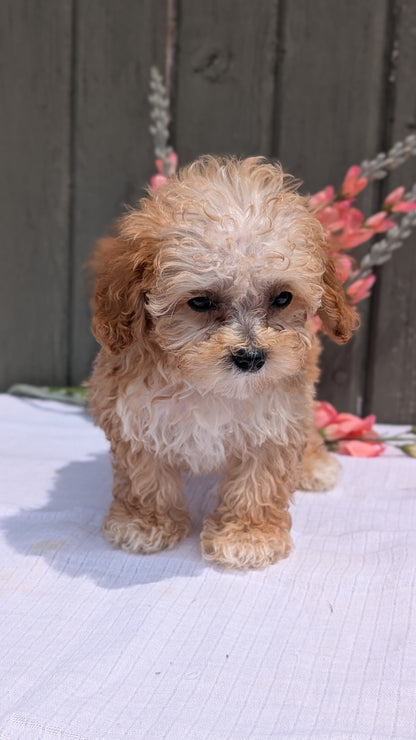 MINI POODLE (MAY 12) MALES