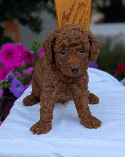 TOY POODLE (JUN 17) MALES