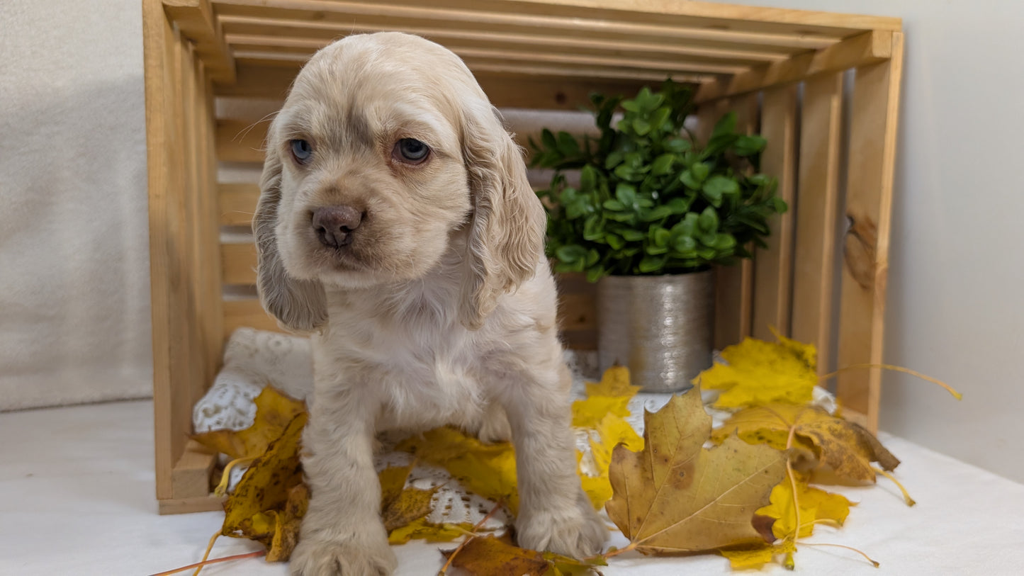COCKER SPANIEL (09/20) MALE