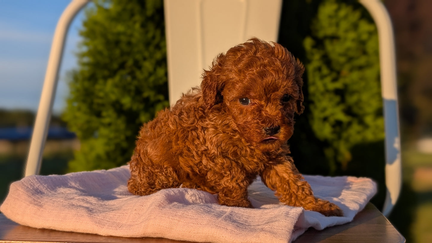 MINI POODLE (MAY 12) FEMALES