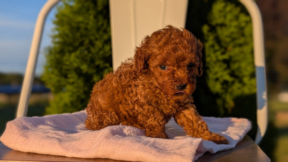 MINI POODLE (MAY 12) FEMALES