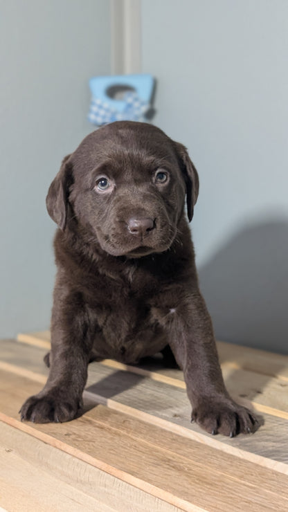 LABRADOR RETRIEVER (JAN 18) FEMALES
