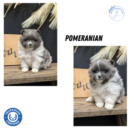 POMERANIAN (NOV 07) MALES