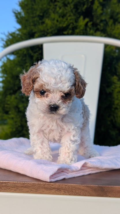 CAVAPOO (MAY 09) MALES