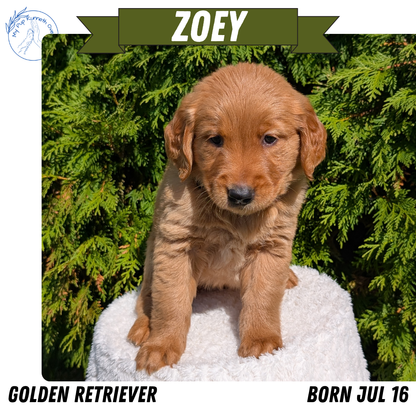 GOLDEN RETRIEVER (07/16) FEMALE