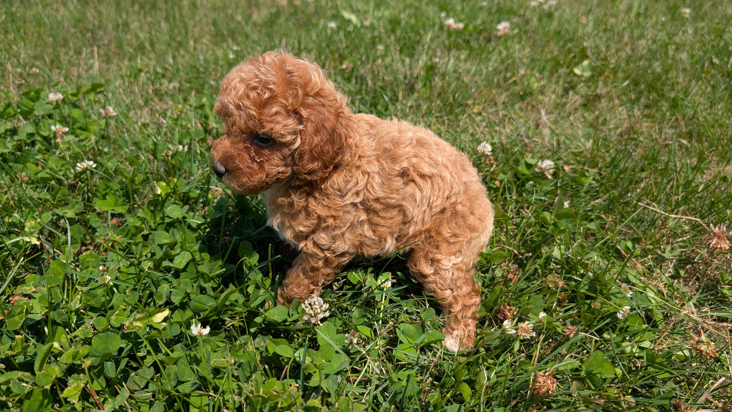 MINI POODLE (06/29) FEMALE