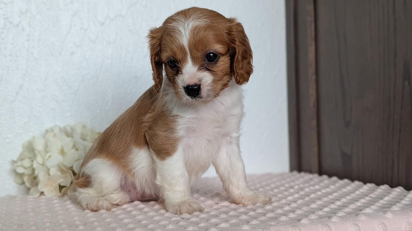 CAVAPOO (APR 02) FEMALE