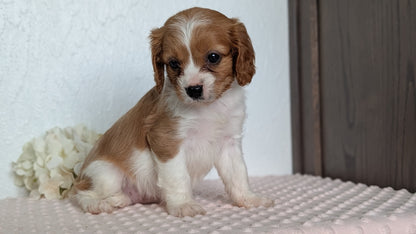 CAVAPOO (APR 02) FEMALE