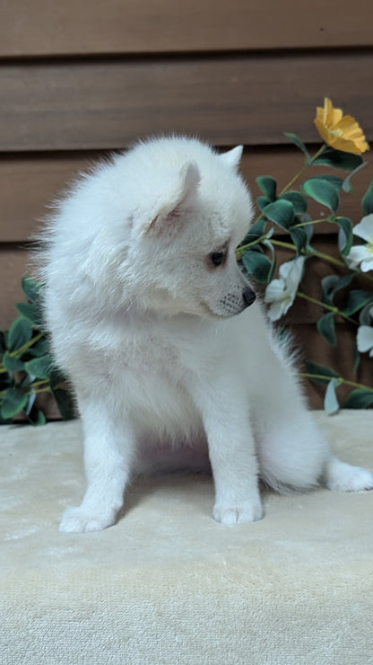 POMSKY (JUL 03) 1 MALE/3 FEMALES