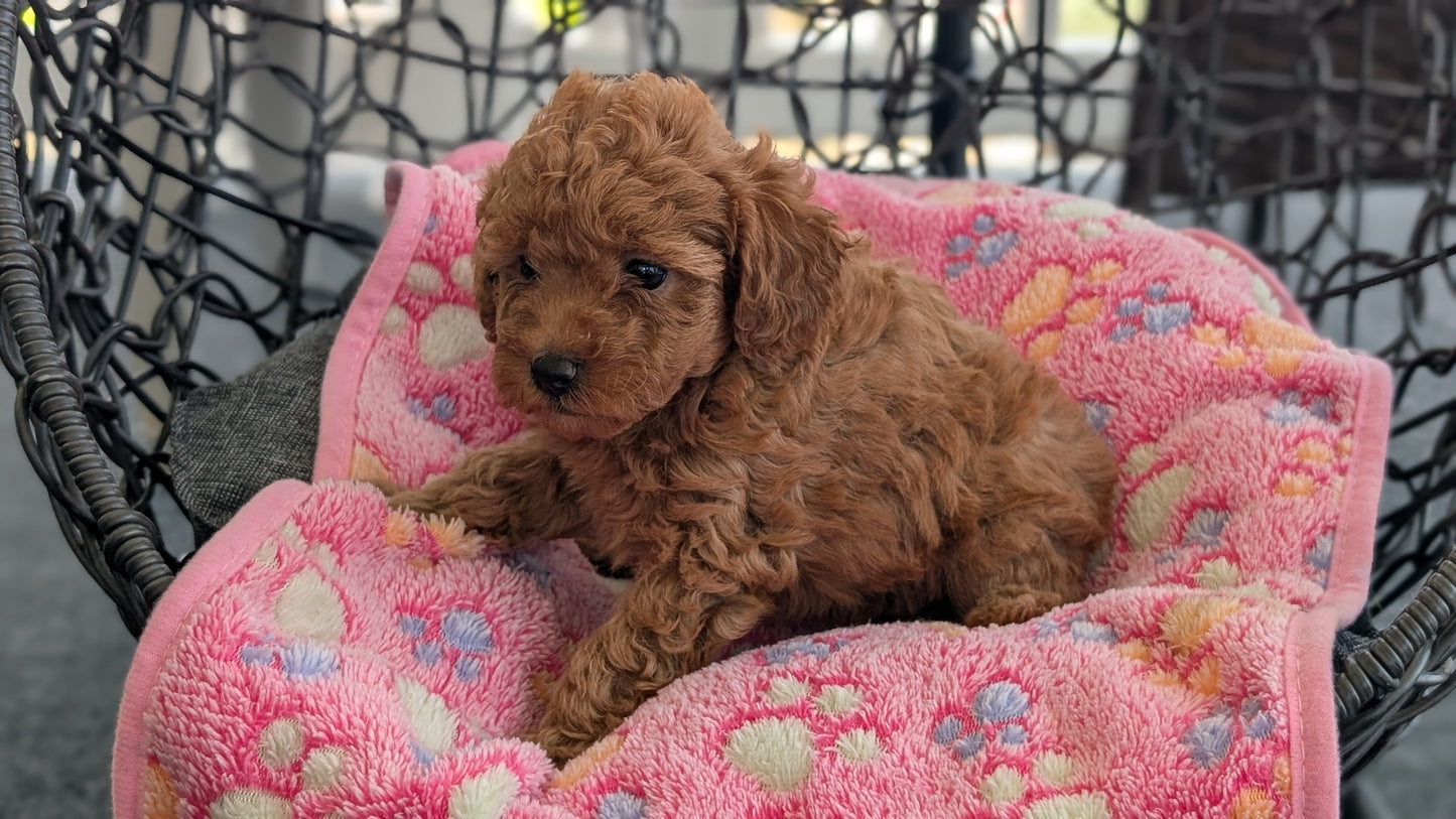 TOY POODLE (JUN 22) FEMALES