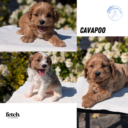 CAVAPOO (AUG 20) 2 MALES/1 FEMALE