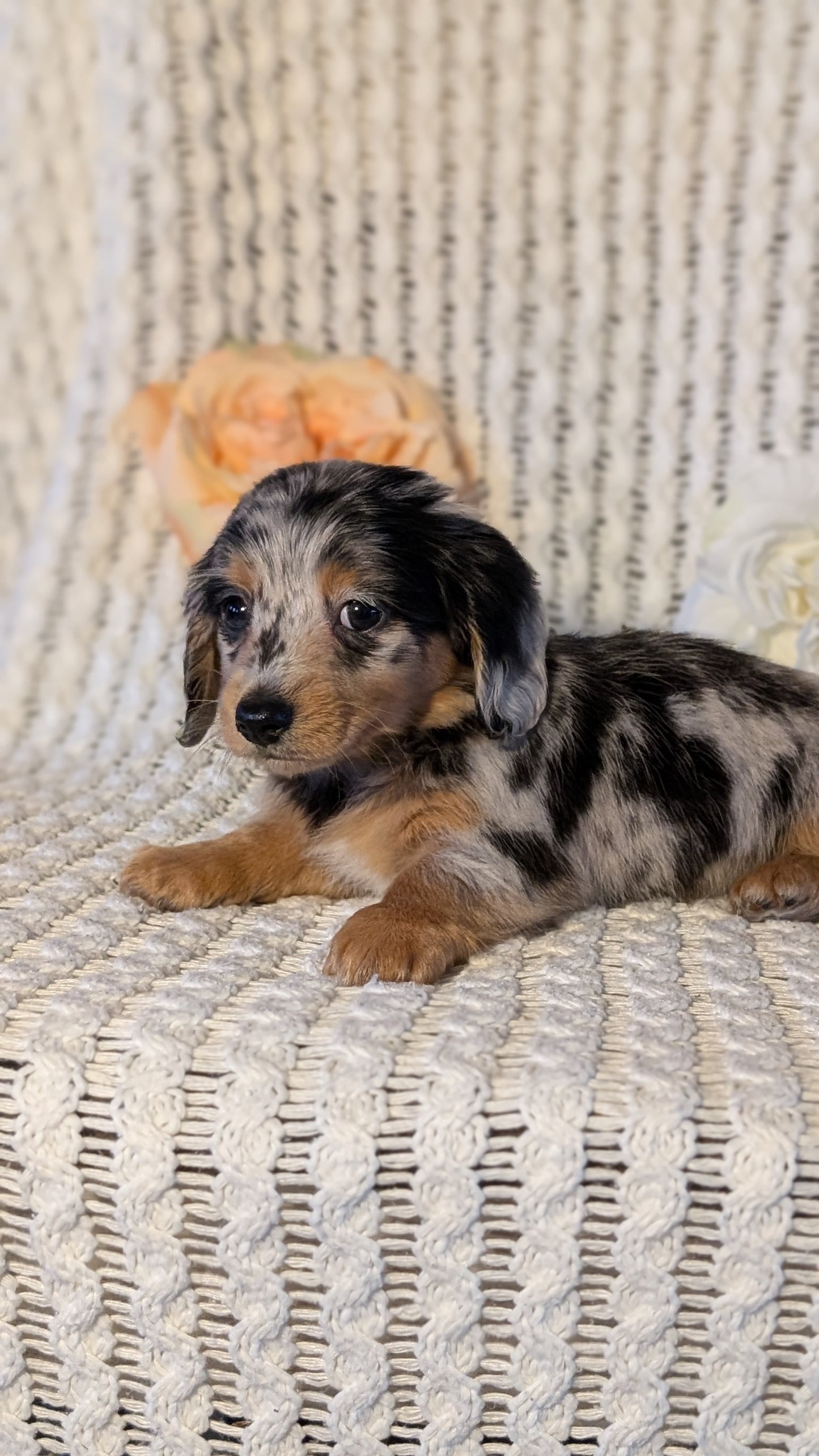 MINI DACHSHUND (JAN 01) FEMALES