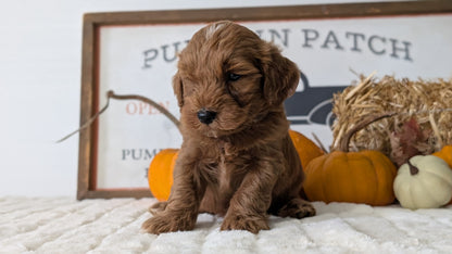 MINI GOLDENDOODLE (AUG 13) 6 MALES/3 FEMALES