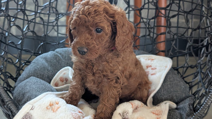 TOY POODLE (SEP 10) 4 MALES/2 FEMALES