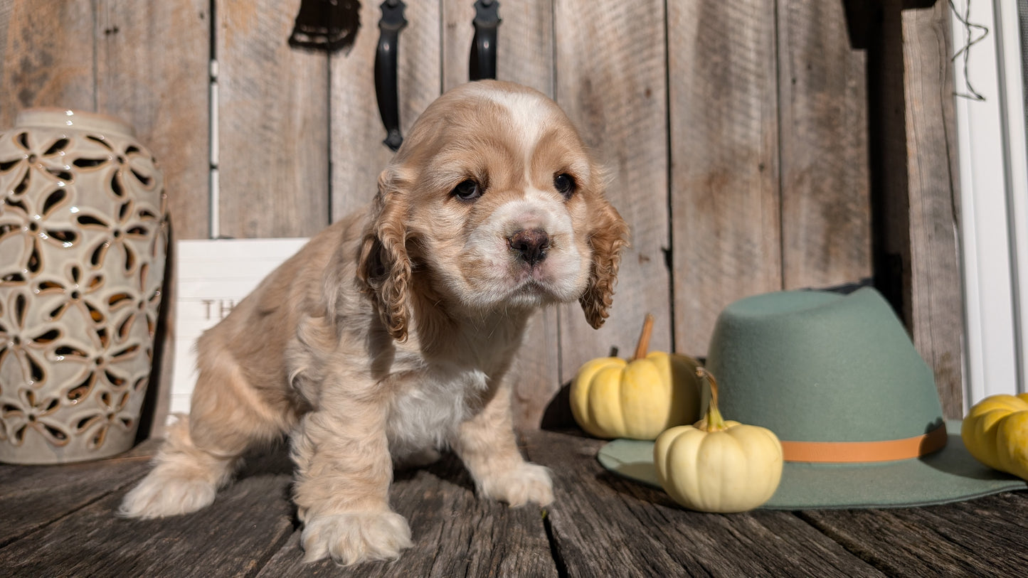 COCKER SPANIEL (09/21) FEMALE