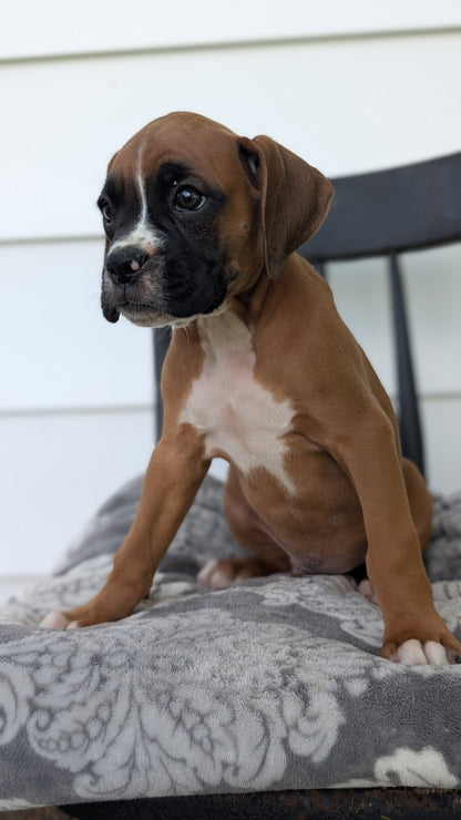 BOXER (JUN 11) MALES