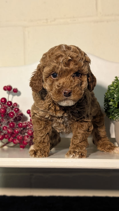 MINI POODLE (NOV 18) FEMALES