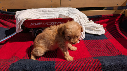 TOY POODLE (01/23) FEMALE